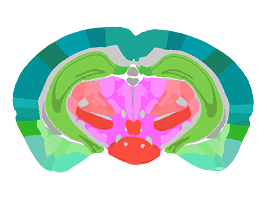 Mouse brain atlas