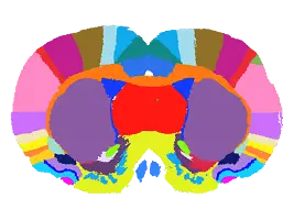 Rat brain atlas